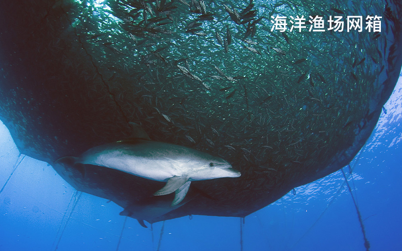 海洋渔场网箱